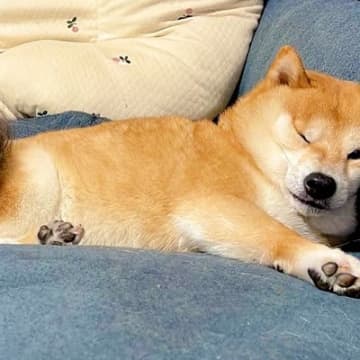 眠たくなってしまった１歳の女の子→ソファでくつろぐ豆柴犬が…優しい世界すぎる『おしりを貸してあげる光景』が34万再生「愛おしい」と絶賛
