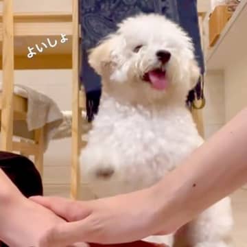 『犬の前で手を重ねたら、一緒にやってくれるか』チャレンジした結果...完全にマスターし『大喜びする光景』に「めっちゃ尊い」「たまらん」の声