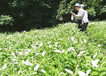 夏に葉が白く染まる「ハンゲショウ」が横須賀で見ごろ　27日まで群生地を一般開放