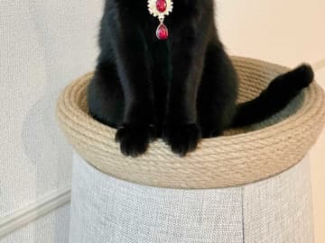 首にフルーツキャップを付けた猫　崇めたくなる１枚に「吹いた」「貴族の気品」