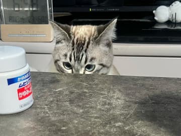 じっと見つめる猫　視線の先には…「笑ってしまった」「この後、反撃される」