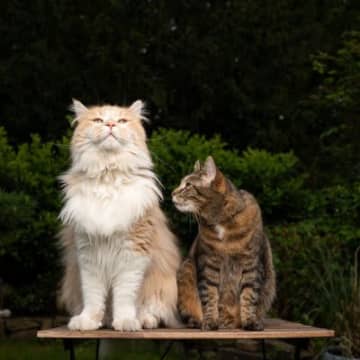 『大型猫種』と『小型猫種』の“違うところ”3選　それぞれの特徴や飼育上の注意点を解説