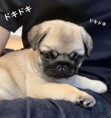 お迎え初日から飼い主の膝の上で甘えるパグの子犬→2年後には「大好き」を前面に出して伝えるコに成長！