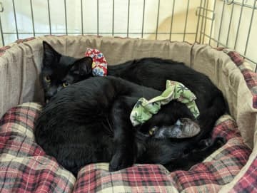 譲渡会で出会ったおとなしそうな2匹の保護子猫、お迎え直後に「猫を被っていた」ことが発覚!?　1年後の成長姿にほっこり