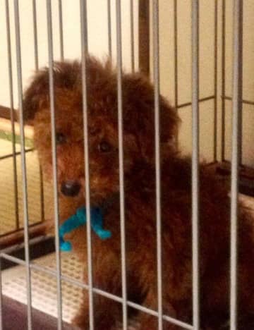 何かを訴えるかのような目が可愛い生後2カ月のトイ・プードル子犬→お迎えから12年後、可愛い目は変わらずに大きく成長し「なくてはならない存在」に！