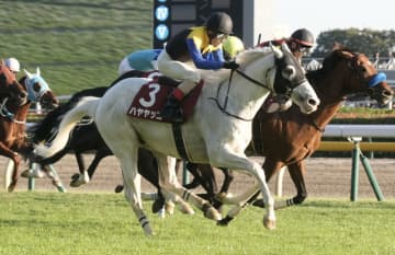 ハヤヤッコの競走馬登録抹消…今後は乗馬に