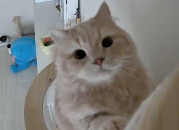 見守りカメラ越しに愛猫の名前を呼ぶと→“きゅるきゅる”した目で一生懸命反応する姿が愛おしい！