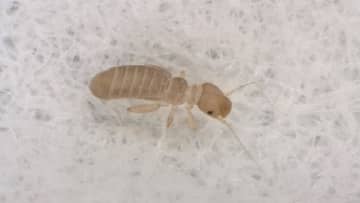 「チャタテムシ」が他の害虫をおびき寄せる要因に？食料や本に潜むことも…夏場に大量発生させないための予防対策
