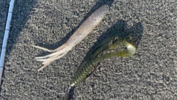 “長良川の一番楽しい時期”に突入！トップでもワームでも釣れるハイシーズン！釣果の秘訣は「エビに寄せられるルアー」