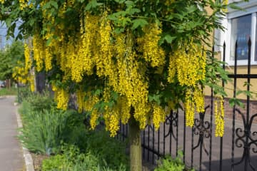 6月22日の花とは？【366日の誕生花と幸せの花言葉】
