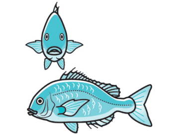 魚の体形＆ヒレの形は棲む環境で変わる【眠れなくなるほど面白い 図解 魚の話】
