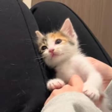 膝の上にいる三毛子猫のお腹を撫でていたら…まさかの『天使すぎる瞬間』に"悶絶"3万いいね「幸せな時間だね」「可愛くて癒された」