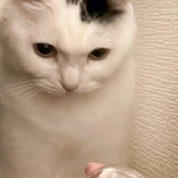 猫と子どもがやけに静かだなと思ったら…あまりにも予想外な『モノを見つめる姿』に36万いいね「ほのぼのすぎる」「目が真剣で笑ったｗ」
