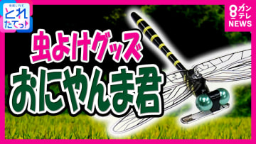 「おもしろいぐらい虫が減る」アイデアグッズ「おにやんま君」会社のみんなで使ったら実際に虫が減って…社長に直撃