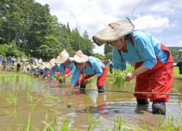 夏至の田植え、豊作願う　6年ぶり早乙女姿　茨城・大子