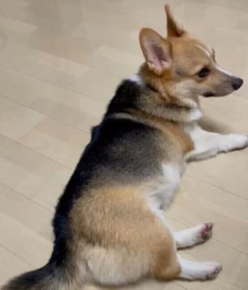 雨で散歩が中止に！犬も「がっかり」するのか獣医師に聞いた