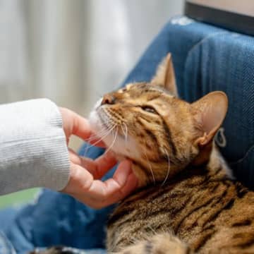 猫を『フレンドリーな性格』に育てるための5つの心得　人馴れしていると猫自身にもメリットが