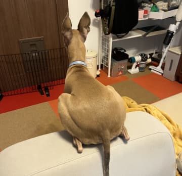 「クセが強すぎるww」犬の"奇妙な座り方"が話題「正面どうなってんの！？」「バグってるけど正解」と総ツッコミ