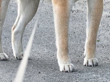 「犬界の大谷翔平だ」と話題の柴犬　散歩中の１枚に「かっこいい」「これは優勝」