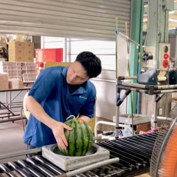 【静岡グルメ】夏の風物時!函南西瓜の出荷が最盛期を迎えています!