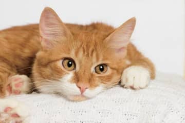 猫の目が見えにくくなっているサインとは？　行動が鈍くなったり、不安そうに鳴くことも｜獣医師解説