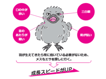 ずんぐり・三白眼・赤い口！？本当のカラスのヒナが衝撃すぎた【眠れなくなるほど面白い 図解 カラスの話】