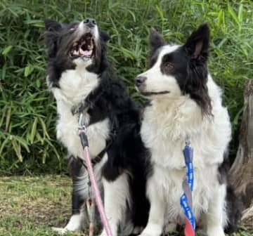「もう限界っぽい顔」迷惑そうな犬の表情に「人間が入っている」「犬ってこんな表情する？」とXで反響続出