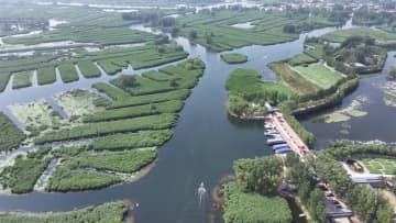 白洋淀の生態環境、継続的に改善　中国河北省