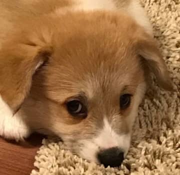 垂れ耳でマズルが短くて「“コーギー味”が少なかった」子犬→8年後の可愛い成長姿にほっこり！
