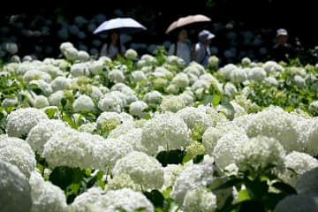 白いアジサイ「アナベル」大輪が一面に　相模原の公園で見頃、今がピーク「お早めに」