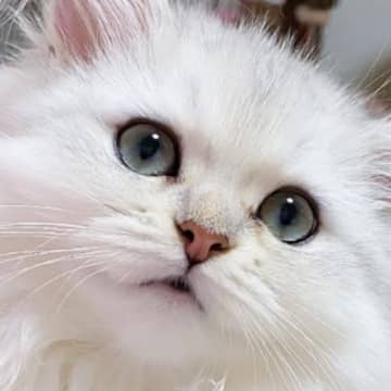 『長ーい耳毛』が特徴的な猫→ツインテールをしているかのような『可愛すぎる形』が30万表示「天使の羽みたい」「お人形さんかと思った」