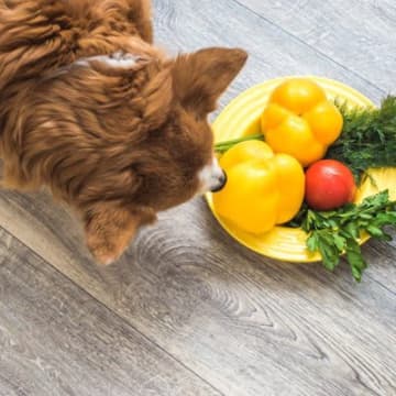 犬に絶対NGな『夏野菜』2選　中毒を引き起こす危険な食材とは？誤食させないための対策まで