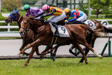 【新馬/阪神5R】ミュージアムマイル半妹・フェスティバルヒルが断然の支持に応える