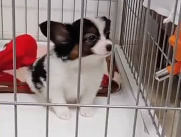 「お迎え当初はまるっこくて赤ちゃんだった」生後2カ月のパピヨン子犬→1年後、ぐんと成長しお互い「息もピッタリ合う」存在に！