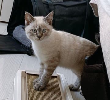 「人が怖い」と威嚇していた生後4カ月の保護子猫→4才で“甘えん坊な相棒”に　完全に心を開いた成長姿にキュン！