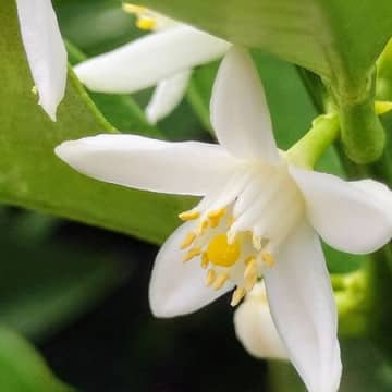良い香り！この小花、ご存知ですか？冬に縁起の良い黄金色の実をつけ、食べられます！
