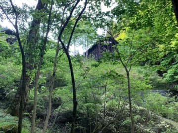 都心から2時間半とは思えない！　静かな “森林浴” ハイキングスポット「三頭山」ブナ林・圧巻の大滝・山頂レポ