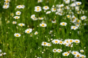 6月23日の花とは？【366日の誕生花と幸せの花言葉】