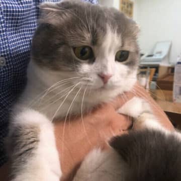“抱っこ嫌い”を克服しよう！　愛猫との絆を深める工夫とタイミングを解説