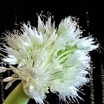 この花、ご存知ですか？一度は見たことがあるはず！こんなに美しいなんて…