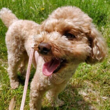 足を上げておしっこをする犬としない犬の違い　オス犬のトイレの仕方は？