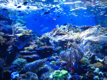 【関東】幻想的なブルーに包まれる、ロマンチックな「夜の水族館」6つ