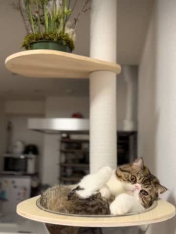 半年以上ぶりにキャットタワーに登った愛猫  なぜ今のタイミング？→獣医師に聞いてみた