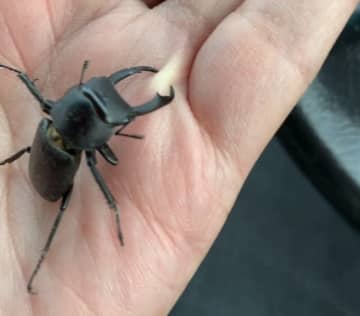 「ゴキブリじゃない！」間違えて叩かれた"無実の虫"を救出　叫びの先にいた意外な昆虫の正体は○○だった