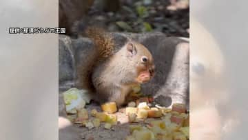 那須どうぶつ王国の“リスの森”に赤ちゃんリスが仲間入り！小さな体でリンゴやニンジン頬張る姿も…