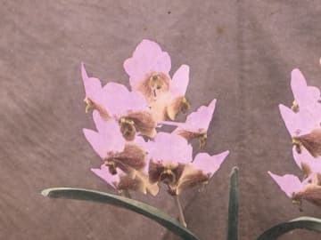 明治から昭和初期の写真2,800点超を収録　高解像度データの有償貸与を開始