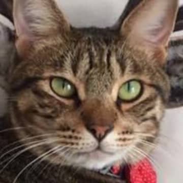 鹿がプリントされたクッションの前にいる『猫』を見てみたら…まさかの『奇跡的すぎる瞬間』が122万表示「トニャカイ」「違和感が仕事してない」