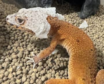 「完全にポケモンwえ、、この生き物なに！？」進化の瞬間が見えた…謎の生き物の姿に10万いいねと大反響！！