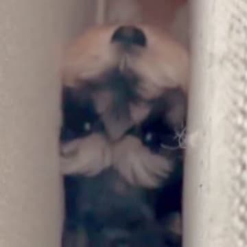 犬が家の中で行方不明に…探し回った結果→まさかの『マヌケすぎる結末』が27万再生「申し訳ないけど笑ったｗ」「フィットしてて草」と爆笑