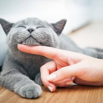 愛猫に『あだ名』をつけるのはあり？なし？複数の呼び名を使うときの注意点3選
